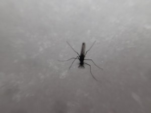 ユスリカの仲間