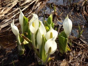 24日のミズバショウ