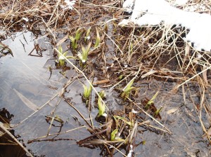 ミズバショウの芽