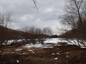 溶けた池とマガモ