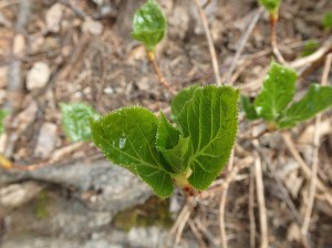 ツルアジサイの芽吹き