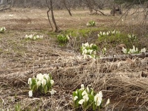 ミズバショウの様子