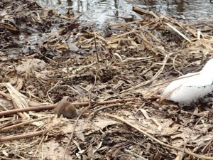 エゾヤチネズミ