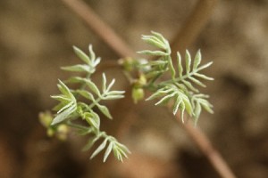 イヌエンジュの葉