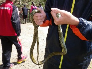 アオダイショウ