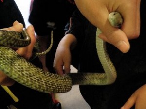 アオダイショウ２