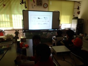 寄生虫について