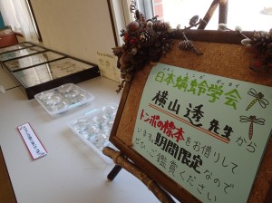 トンボ標本