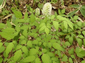 ルイヨウショウマ