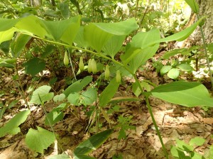 オオアマドコロ