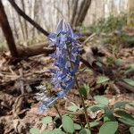 エゾエンゴサク