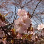 エゾヤマザクラ