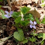 オオタチツボスミレ