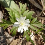 キクザキイチゲ