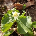 ミヤマエンレイソウ