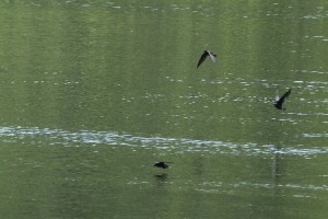 20140603ハリオアマツバメ