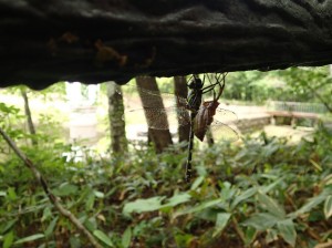 エゾコヤマトンボの羽化