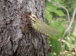 コオニヤンマの羽化