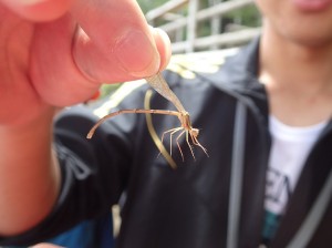 モノサシトンボ