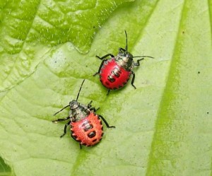 アオクチブトカメムシ