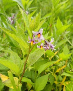 オオマルバノホロシ