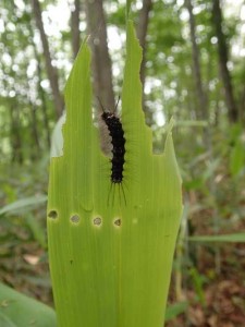 カシワマイマイ