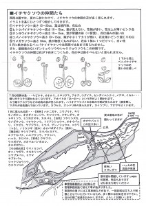西岡見聞録2014年7月号裏