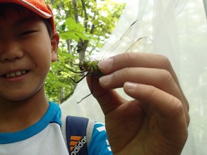 久しぶりのギンヤンマ！