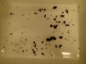 ツチガエルの胃の内容物