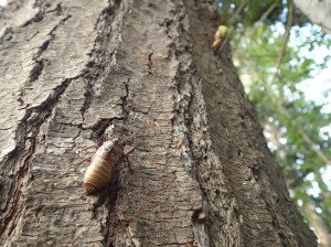 コエゾゼミの羽化