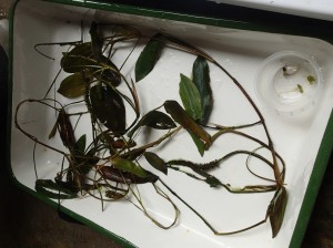 オオヒルムシロ