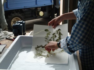 水草の標本