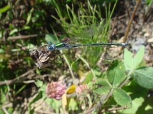 アオイトトンボ