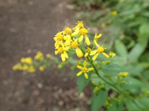 アキノキリンソウ