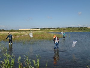 ギンヤンマをねらえ！