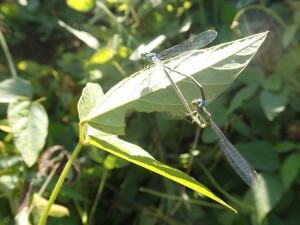 セスジイトトンボ