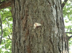 カシワマイマイガ