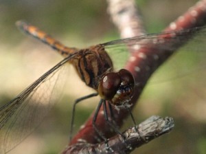 ノシメトンボ２枚目