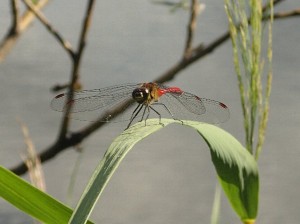 マユタテアカネ