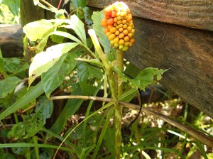 マムシグサの実