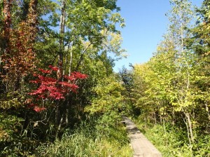 ちょっと紅葉☆