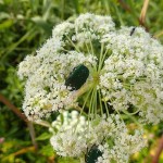 オオバセンキュウ