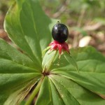 ツクバネソウの実