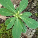 ナニワズの新芽と花芽