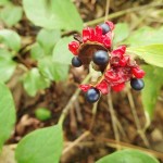 ヤマシャクヤクの実