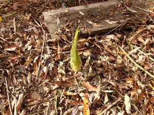 ミズバショウの芽