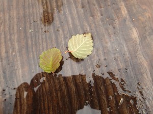 ケヤマハンノキの葉