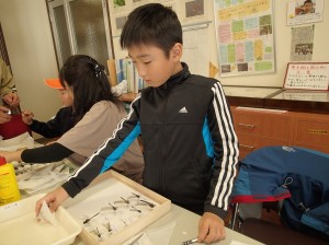 今年とったトンボたち