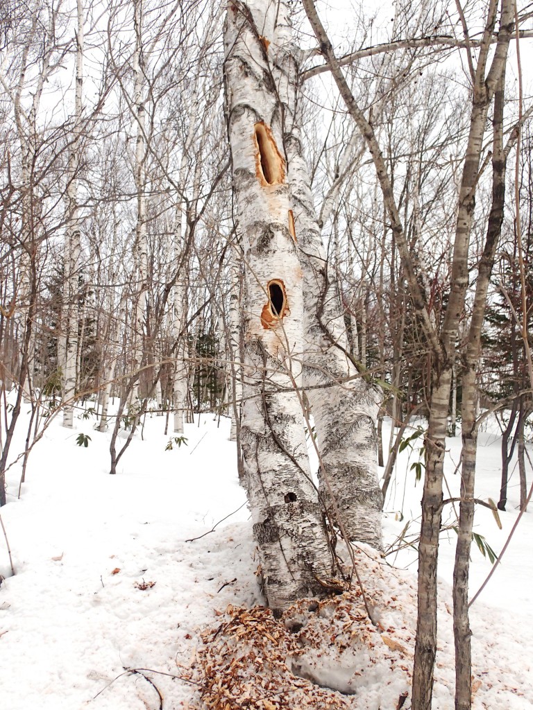 クマゲラがつついた跡