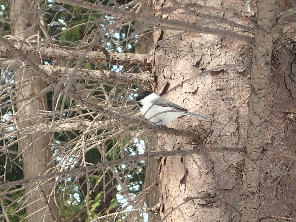 ハシブトガラ？コガラ？